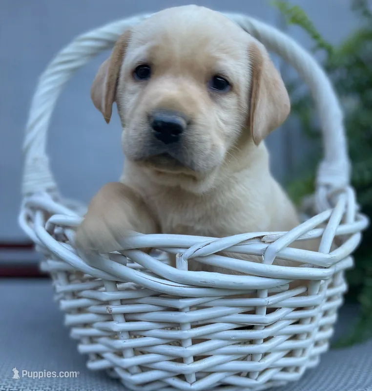 Chief  – Labrador Retriever puppy for sale in Clinton, NC