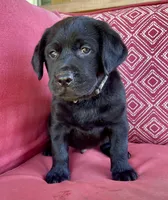 AKC Ruger (camo collar), a male Labrador Retriever for sale in Clinton, NC – 2 of 8