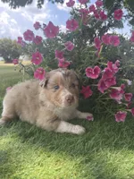George, a male Australian Shepherd for sale in Clinton, NC – 2 of 2