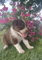 Dolly, a female Australian Shepherd for sale in Clinton, NC – 2 of 2