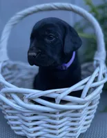 Tracker (purple collar), a male Labrador Retriever for sale in Clinton, NC – 2 of 3