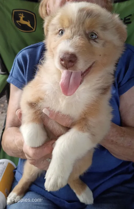 George – Australian Shepherd puppy for sale in Clinton, NC