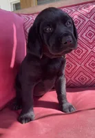 AKC Tracker (purple collar), a male Labrador Retriever for sale in Clinton, NC – 2 of 7