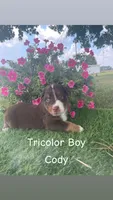 Cody, a male Australian Shepherd for sale in Clinton, NC – 1 of 1
