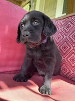 AKC Gauge (blue collar), a male Labrador Retriever for sale in Clinton, NC – 2 of 7