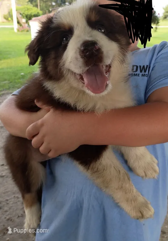 Jack – Australian Shepherd puppy for sale in Clinton, NC