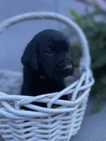 Trigger ( green collar), a male Labrador Retriever for sale in Clinton, NC – 3 of 3