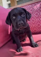 AKC Gauge (blue collar), a male Labrador Retriever for sale in Clinton, NC – 3 of 7