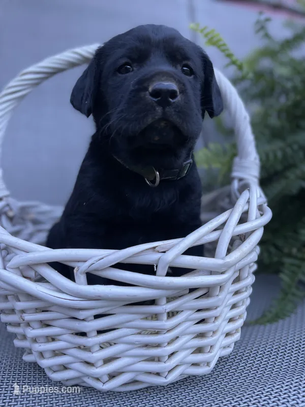 Ruger (camo collar) – Labrador Retriever puppy for sale in Clinton, NC