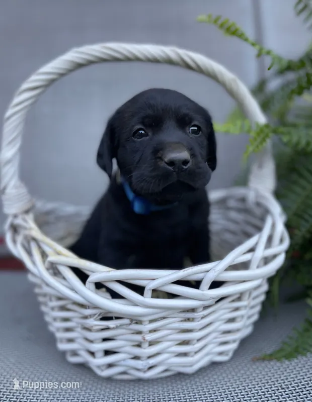 Gauge (blue collar) – Labrador Retriever puppy for sale in Clinton, NC