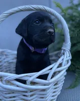 Tracker (purple collar), a male Labrador Retriever for sale in Clinton, NC – 3 of 3