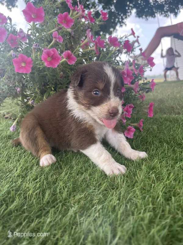 Dolly – Australian Shepherd puppy for sale in Clinton, NC