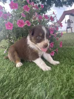 Dolly, a female Australian Shepherd for sale in Clinton, NC – 1 of 2
