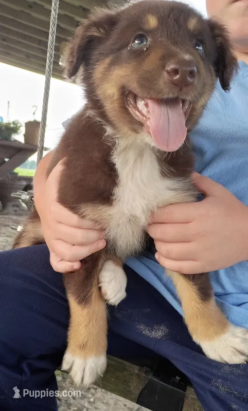Charlie  – Australian Shepherd puppy for sale in Clinton, NC