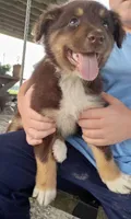 Charlie, a male Australian Shepherd for sale in Clinton, NC – 2 of 3
