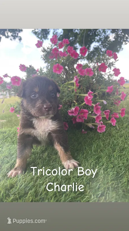 Charlie  – Australian Shepherd puppy for sale in Clinton, NC