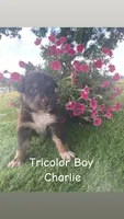 Charlie , a male Australian Shepherd for sale in Clinton, NC – 1 of 1