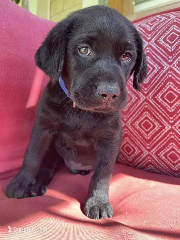 AKC Gauge (blue collar) – Labrador Retriever puppy for sale in Clinton, NC