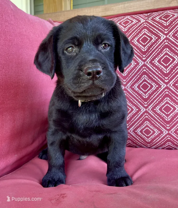 AKC Ruger (camo collar) – Labrador Retriever puppy for sale in Clinton, NC