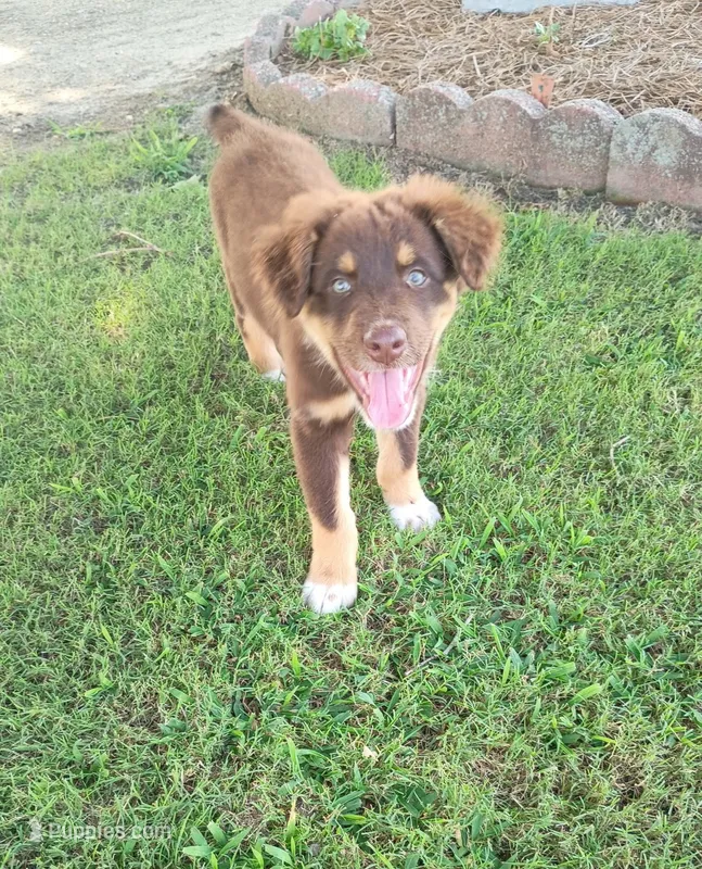 Charlie – Australian Shepherd puppy for sale in Clinton, NC