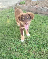 Charlie, a male Australian Shepherd for sale in Clinton, NC – 1 of 3