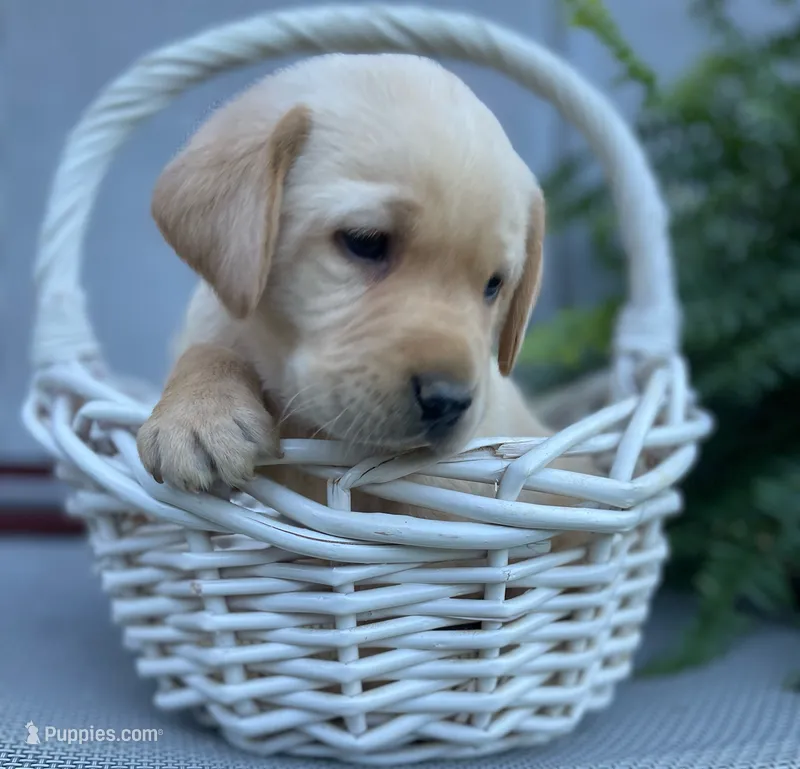 Chief  – Labrador Retriever puppy for sale in Clinton, NC