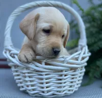 AKC Chief , a male Labrador Retriever for sale in Clinton, NC – 3 of 8