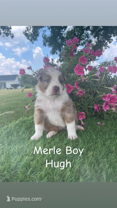 Hugh – Australian Shepherd puppy for sale in Clinton, NC