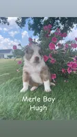 Hugh, a male Australian Shepherd for sale in Clinton, NC – 1 of 1