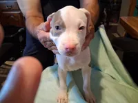 Puppy 9, a female American Pit Bull Terrier for sale in Dannebrog, NE – 2 of 10