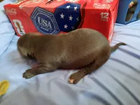 Puppy 2, a male American Pit Bull Terrier for sale in Dannebrog, NE – 2 of 6