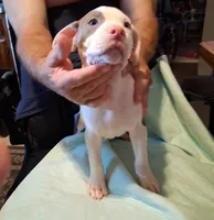 Puppy 9, a female American Pit Bull Terrier for sale in Dannebrog, NE – 7 of 10