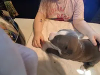 puppy 4, a male American Pit Bull Terrier for sale in Dannebrog, NE – 5 of 6