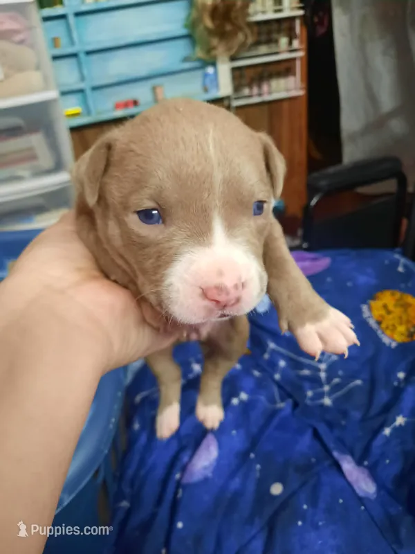 Puppy 7 – American Pit Bull Terrier puppy for sale in Dannebrog, NE