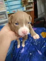 Puppy 7, a female American Pit Bull Terrier for sale in Dannebrog, NE – 1 of 10