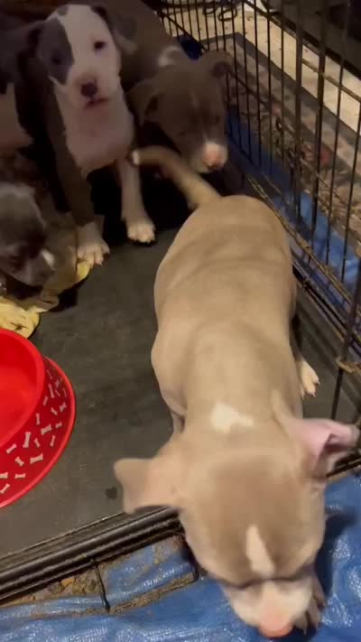 Puppy 6, a female American Pit Bull Terrier for sale in Dannebrog, NE – 10 of 10