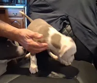 Puppy 3, a male American Pit Bull Terrier for sale in Dannebrog, NE – 9 of 10
