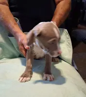 Puppy 1, a male American Pit Bull Terrier for sale in Dannebrog, NE – 2 of 10