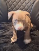 Puppy 7, a female American Pit Bull Terrier for sale in Dannebrog, NE – 7 of 8