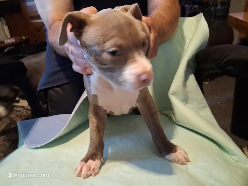 Stephie – American Pit Bull Terrier puppy for sale in Dannebrog, NE