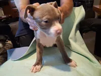 Stephie, a female American Pit Bull Terrier for sale in Dannebrog, NE – 1 of 3