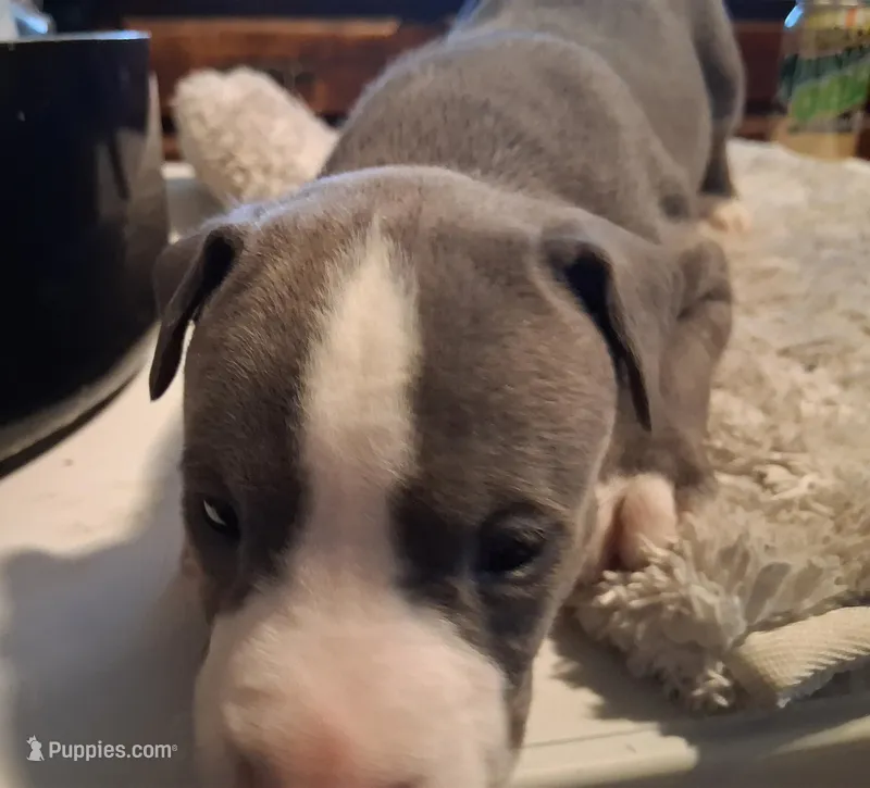 Puppy 5 – American Pit Bull Terrier puppy for sale in Dannebrog, NE