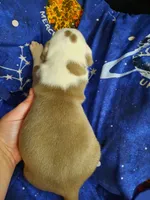 Puppy 3, a male American Pit Bull Terrier for sale in Dannebrog, NE – 8 of 10
