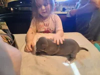 puppy 4, a male American Pit Bull Terrier for sale in Dannebrog, NE – 6 of 6