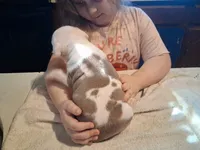 Puppy 9, a female American Pit Bull Terrier for sale in Dannebrog, NE – 6 of 9