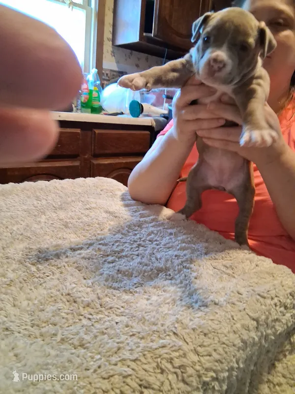 Puppy 7 – American Pit Bull Terrier puppy for sale in Dannebrog, NE