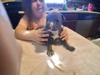 Puppy 2, a male American Pit Bull Terrier for sale in Dannebrog, NE – 6 of 6