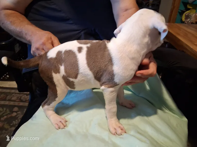 Puppy 9 – American Pit Bull Terrier puppy for sale in Dannebrog, NE