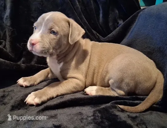 Puppy 6 – American Pit Bull Terrier puppy for sale in Dannebrog, NE