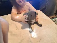 Puppy 2, a male American Pit Bull Terrier for sale in Dannebrog, NE – 5 of 6